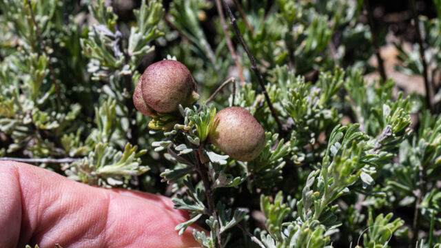 Rhopalomyia pomum, on Artemisia tridentata Sponge Gall Midge, Rhopalomyia pomum, on Artemisia tridentata
