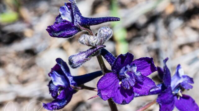Delphinium nuttallianum Meadow larkspur, Delphinium nuttallianum