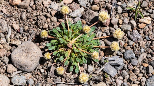 Calyptridium monospermum One seeded pussypaws, Calyptridium monospermum