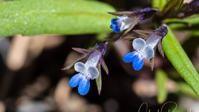 Small flowered blue eyed mary Small flowered blue eyed mary, Collinsia parviflora