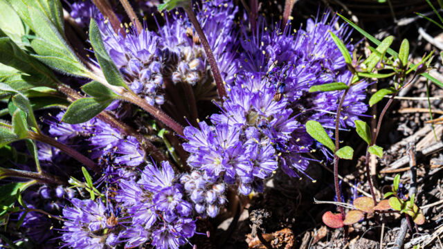 Alpine breeches Alpine breeches, Hydrophyllum alpestre