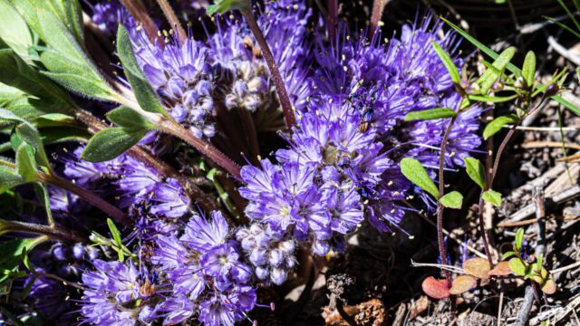 Alpine breeches Alpine breeches, Hydrophyllum alpestre