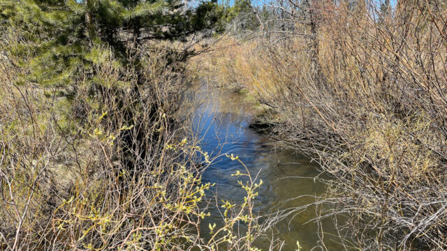 Salix sp. Willow, Salix sp.