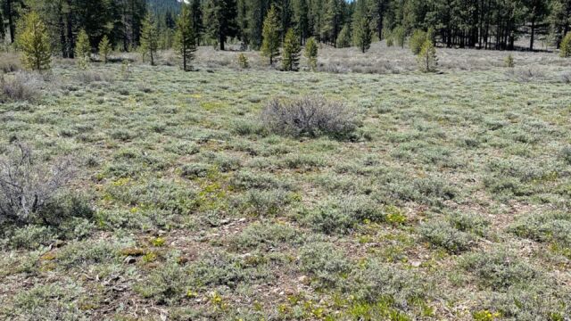 Meadow with buttercups on far side, approaching trees Martis Creek Wildlife Area. Meadow with buttercups on far side, approaching trees