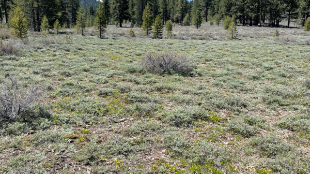 Meadow with buttercups on far side, approaching trees Martis Creek Wildlife Area. Meadow with buttercups on far side, approaching trees