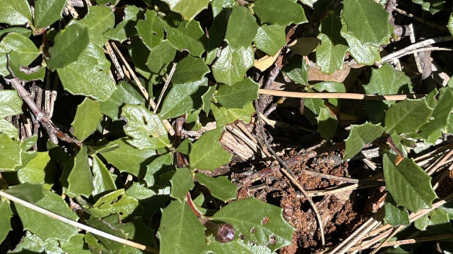Ceanothus prostratus Mahala Mat, Ceanothus prostratus