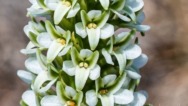 Piperia elegans ssp. elegans. AKA Platanthera elegans ssp. elegans Elegant piperia, Piperia elegans ssp. elegans. AKA Platanthera elegans ssp. elegans