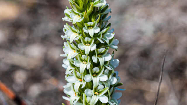Elegant piperia Elegant piperia, Piperia elegans ssp. elegans. AKA Platanthera elegans ssp. elegans