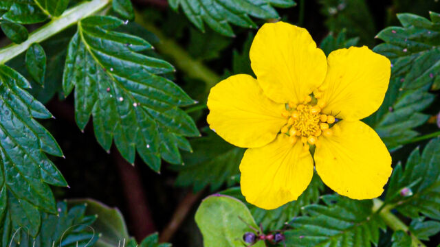 Potentilla anserina ssp. pacifica (aka Argentina pacifica) Silverweed, Potentilla anserina ssp. pacifica (aka Argentina pacifica)
