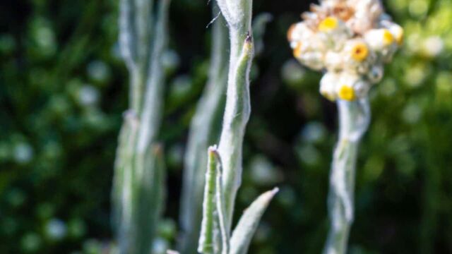 Pseudognaphalium stramineum Cottonbatting plant, Pseudognaphalium stramineum