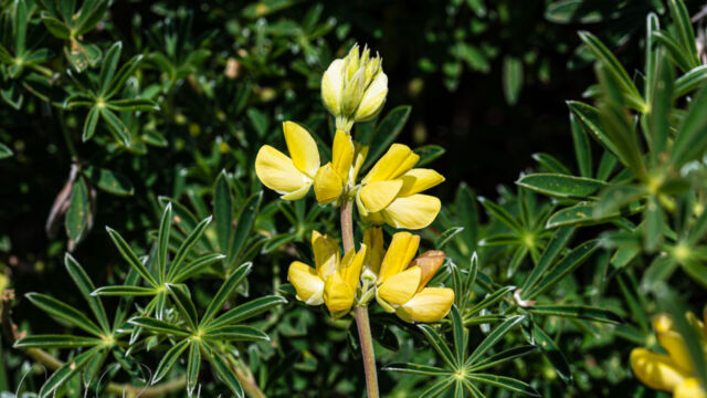 Lupinus arboreus Yellow bush lupine, Lupinus arboreus