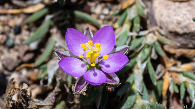 Spergularia rubra (non native) Red sand spurrey, Spergularia rubra (non native)