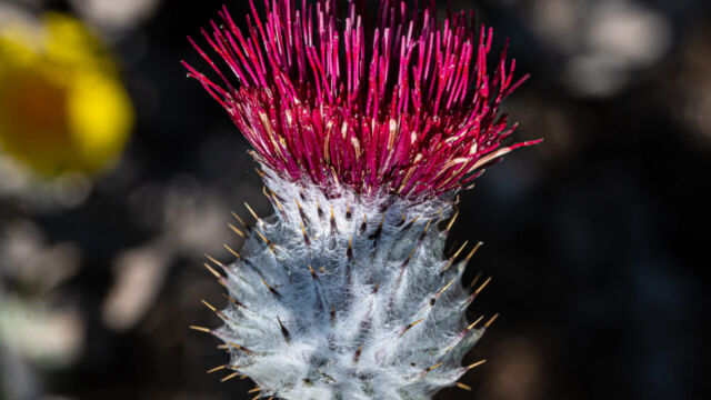 Cobweb thistle Cobweb thistle, Cirsium occidentale var. occidentale