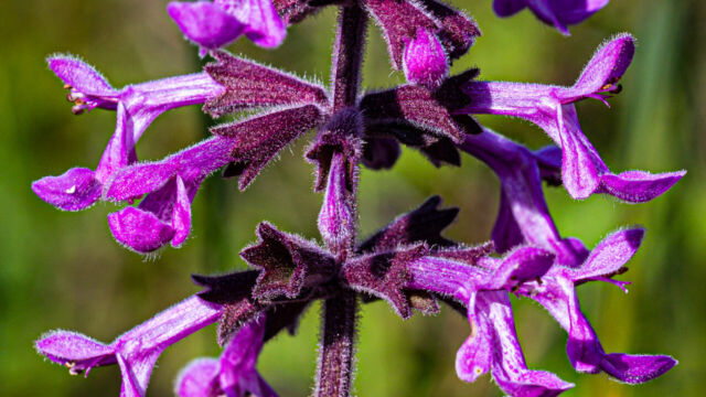 Stachys chamissonis Coastal hedgenettle, Stachys chamissonis