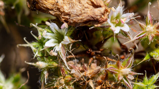 San Francisco bay spineflower San Francisco bay spineflower, Chorizanthe cuspidata var. cuspidata. CNPS rare plant rank 1B.2