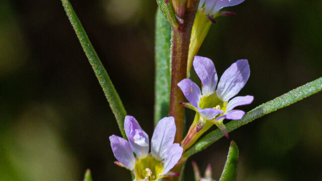 Lythrum hyssopifolia (non-native) Hyssop loosestrife, Lythrum hyssopifolia (non-native)