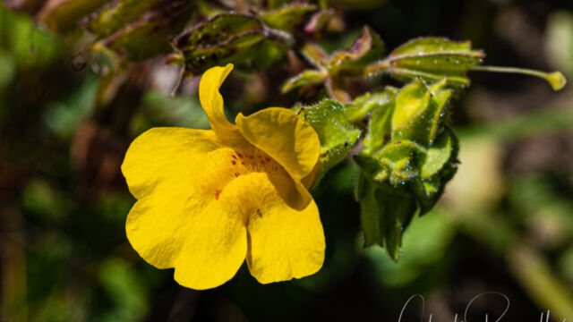Erythranthe grandis. Note the glandular hairs on the calyx Magnificent seep monkeyflower, Erythranthe grandis. Note the glandular hairs on the calyx