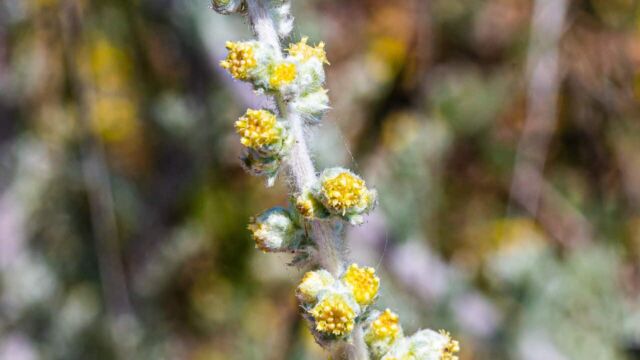 Artemisia pycnocephala Coastal sagewort, Artemisia pycnocephala
