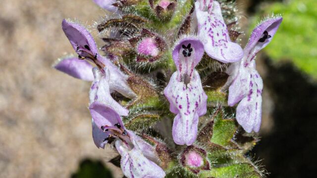 Stachys ajugoides Bugle hedgenettle, Stachys ajugoides