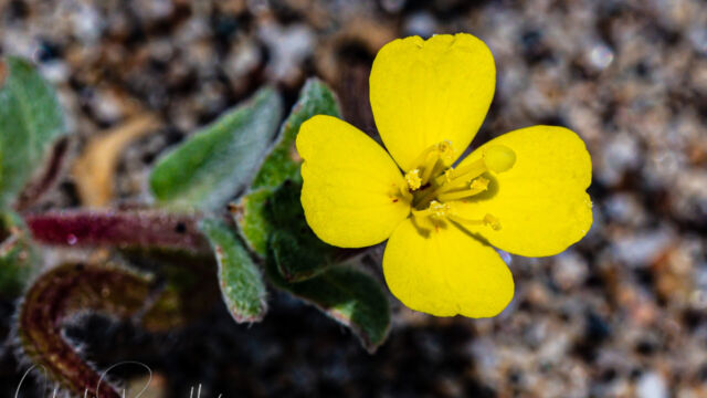 Camissoniopsis cheiranthifolia ssp. cheiranthifolia Beach evening-primrose, Camissoniopsis cheiranthifolia ssp. cheiranthifolia