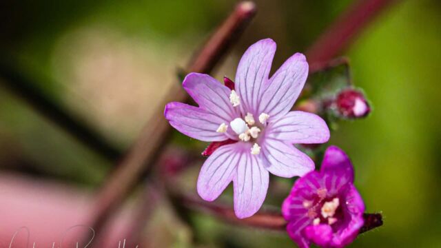 Epilobium ciliatum Fringed willowherb, Epilobium ciliatum