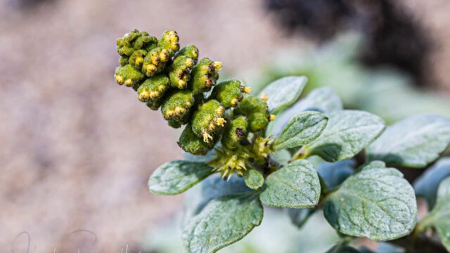 Ambrosia chamissonis Silver beachweed, Ambrosia chamissonis