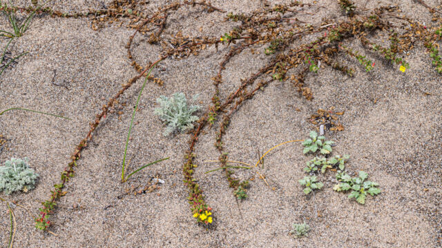 Camissoniopsis cheiranthifolia ssp. cheiranthifolia, sprawling across the sand dune Beach evening-primrose, Camissoniopsis cheiranthifolia ssp. cheiranthifolia, sprawling across the sand dune
