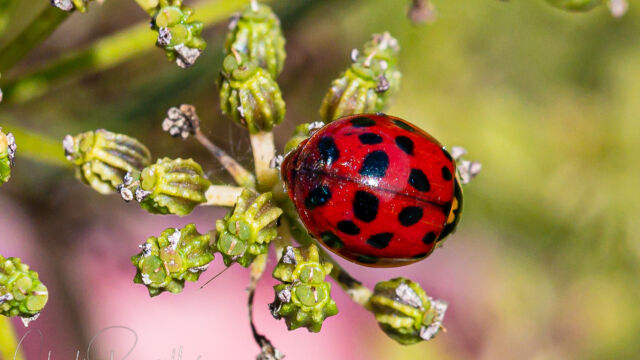 Harmonia axyridis. Introduced from Asia Harlequin lady beetle, Harmonia axyridis. Introduced from Asia