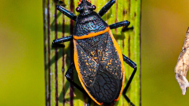 Largus californicus. Adult (on poison hemlock) California Bordered Plant Bug, Largus californicus. Adult (on poison hemlock)
