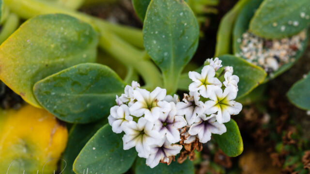 Heliotropium curassavicum var. oculatum Alkali heliotrope, Heliotropium curassavicum var. oculatum