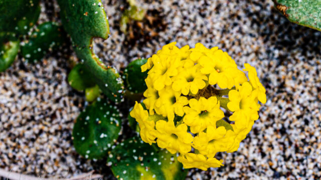 Abronia latifolia Yellow sand verbena, Abronia latifolia