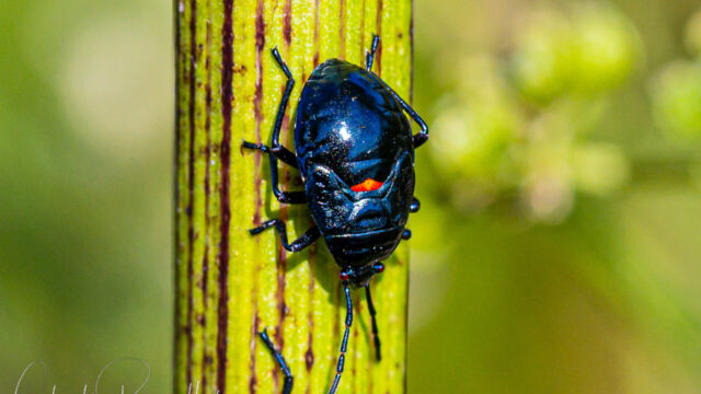 Largus californicus, nymph California Bordered Plant Bug, Largus californicus, nymph