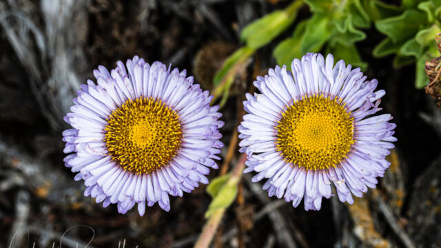 Erigeron glaucus Seaside daisy, Erigeron glaucus