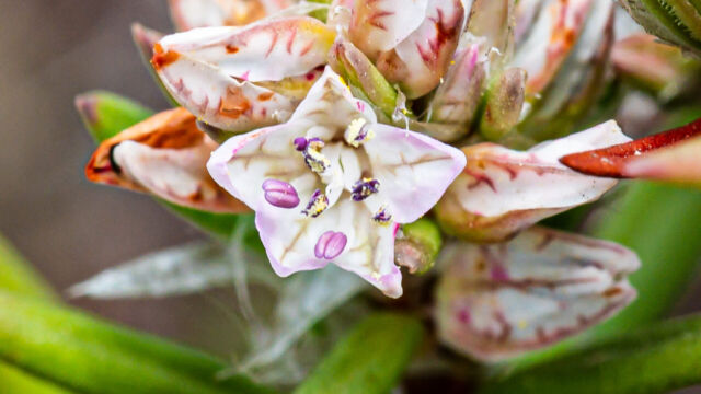 Polygonum paronychia. It is a big shrub Beach knotweed, Polygonum paronychia. It is a big shrub