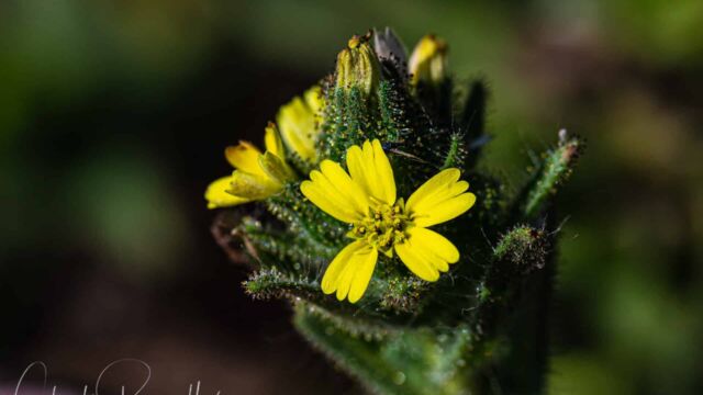 Madia sativa. Notice the glandular trichomes Coast tarweed, Madia sativa. Notice the glandular trichomes