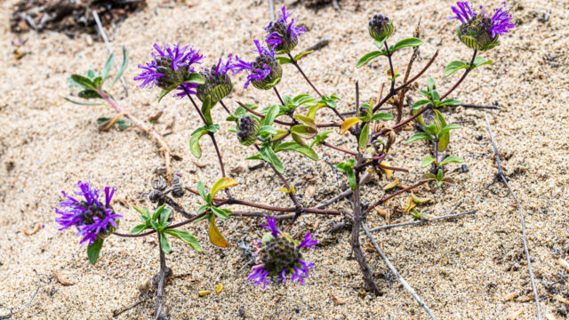Monardella sinuata ssp. nigrescens.  CNPS rare plant rank 1B.2 Wavy leaved Monardella, Monardella sinuata ssp. nigrescens. CNPS rare plant rank 1B.2