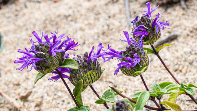 Wavy leaved Monardella Wavy leaved Monardella, Monardella sinuata ssp. nigrescens . CNPS rare plant rank 1B.2