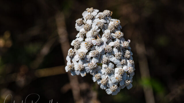 Achillea millefolium Common Yarrow, Achillea millefolium