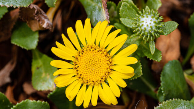 Coastal gumplant Coastal gumplant, Grindelia stricta var. platyphylla. Note the gummy bud