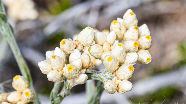 Pseudognaphalium californicum Ladies' tobacco, Pseudognaphalium californicum