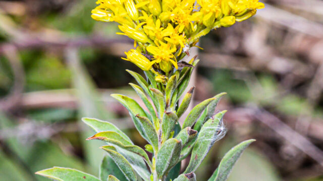 Solidago elongata West Coast Canada Goldenrod, Solidago elongata