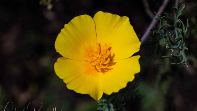 Eschscholzia californica California poppy, Eschscholzia californica