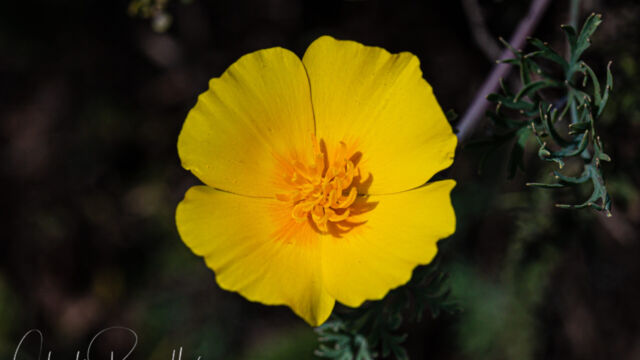 Eschscholzia californica California poppy, Eschscholzia californica