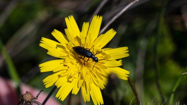 Agoseris apargioides var. eastwoodiae. With Punctate blister beetle, Epicauta puncticollis Eastwood's seaside agoseris, Agoseris apargioides var. eastwoodiae. With Punctate blister beetle, Epicauta puncticollis