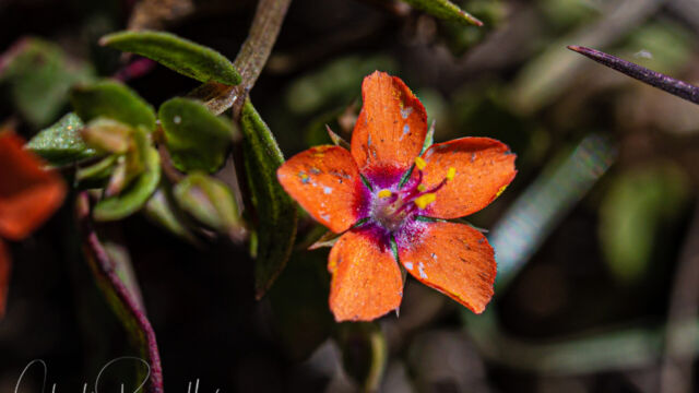 Lysimachia arvensis. non-native Scarlet pimpernel, Lysimachia arvensis. non-native