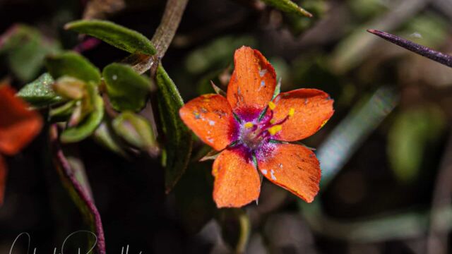 Lysimachia arvensis. non-native Scarlet pimpernel, Lysimachia arvensis. non-native