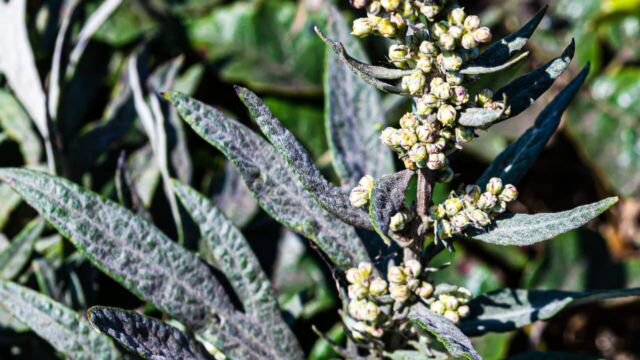 Artemisia douglasiana California Mugwort, Artemisia douglasiana