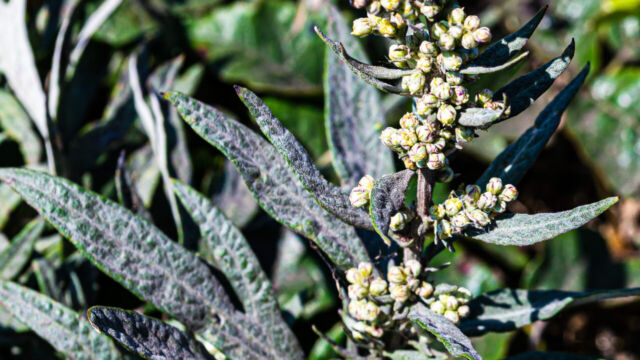 Artemisia douglasiana California Mugwort, Artemisia douglasiana