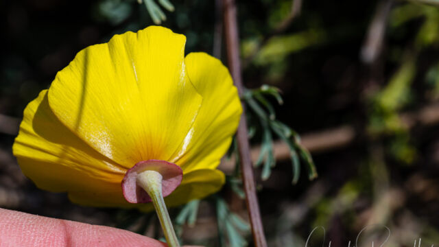 Eschscholzia californica. Note the "collar" under the petals, diagnostic for this species California poppy, Eschscholzia californica. Note the "collar" under the petals, diagnostic for this species
