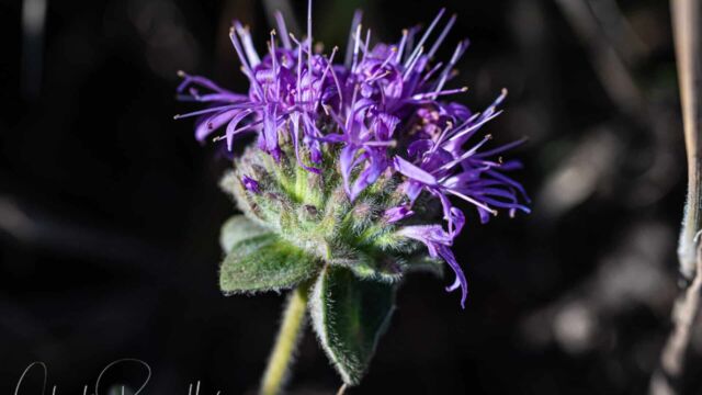 Monardella villosa ssp. franciscana San francisco coyote mint, Monardella villosa ssp. franciscana